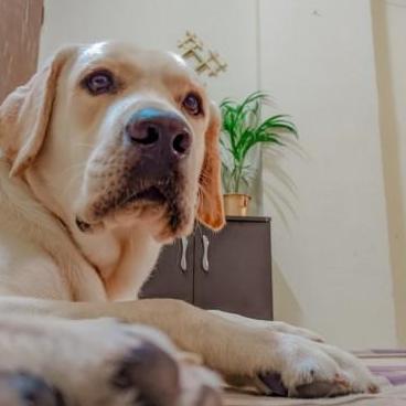 PetMate Finder